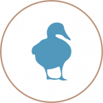 PATO AZULÓN