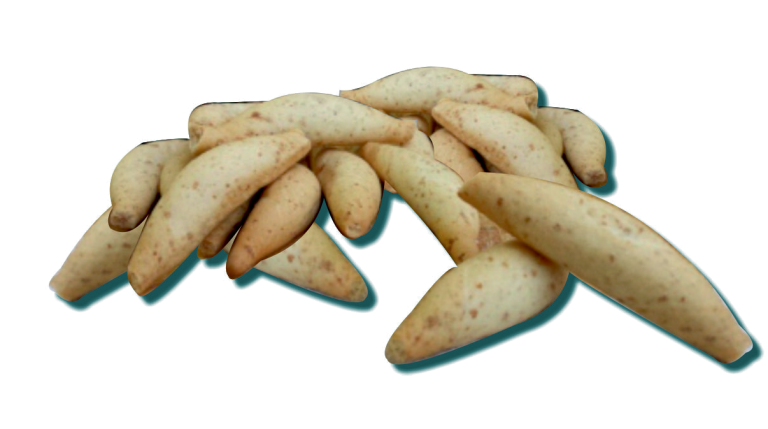 PICOS INTEGRALES ASTONRES